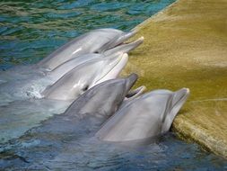 dolphins near the shore in the pool