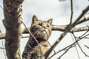 Gray cat on a tree without leaves