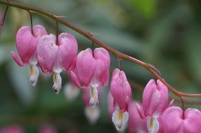 Closeup photo of Bleeding heart flowers