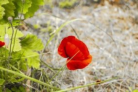 red spring poppy