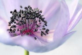 center of anemone flower, macro