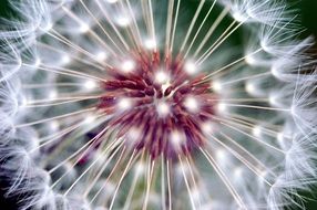 Macro photo of the white dandelion