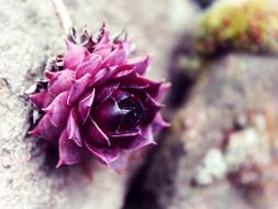 purple flower on stone