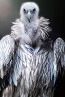 prey vulture bird portrait