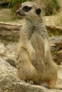 cute wild meerkat