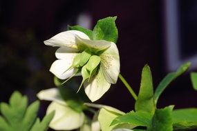 white bloom prevalence