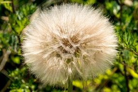 fluffy dandelion bud