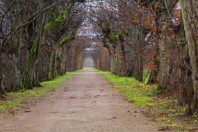 avenue trees