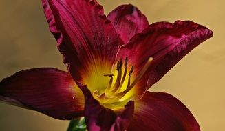 burgundy lily with yellow heart close-up