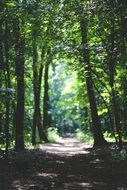 sunlight in the summer forest