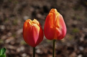 tulip orange spring flower on a blurred background