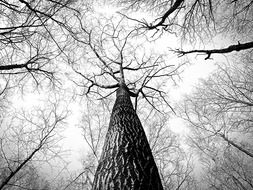 Black and white photo of a tree with branches