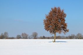 winter landscape with snow