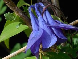 The Colorado Blue Columbine is the official state flower of Colorado