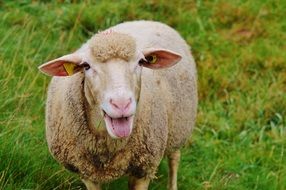 Picture of sheep on a pasture