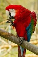 big colorful parrot on a branch