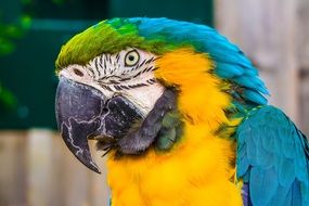 The head of a multi-colored parrot