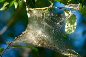 spiderweb on branches