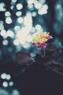 unusual inflorescence on a blurred background of nature