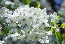 macro of white flowering branch