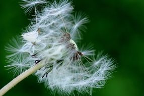 macro photo of pointed dandelion flower