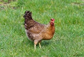 domestic chicken on green grass