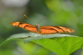 Dryas julia on the leaves