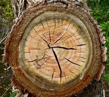 rings on a felled tree