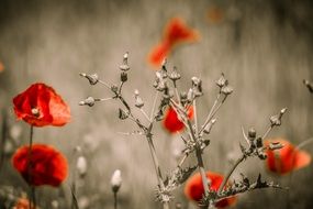 red poppies macro photo