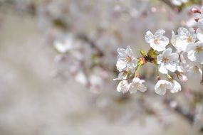 macro view of white cherry petals