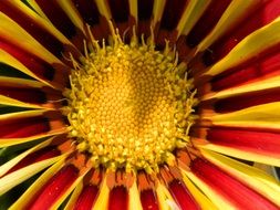 yellow core of red-yellow gazania