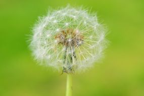 Lush dandelion on blurred background