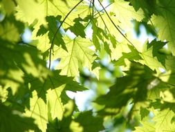 delightful leaves green maple