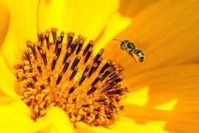 Picture of bee and flower