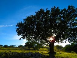 delightful tree meadow