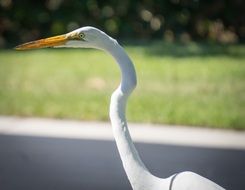 bird eye beak heron white animal