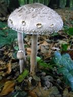 white poisonous mushroom among autumn foliage