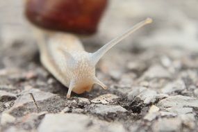 Macro photo of snail on a ground