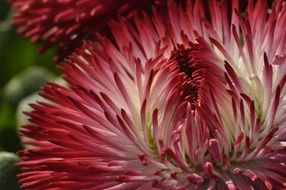 petals of red flower close-up