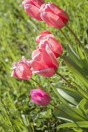 tulips in the grass