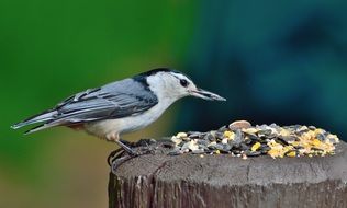 Portrait of white breasted nuthatch