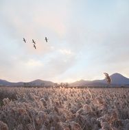 birds fly over the field