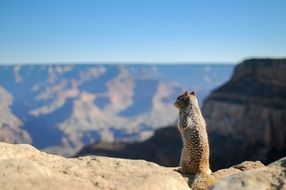 marmot standing at top of rock in view of canyon