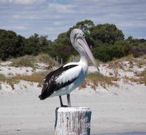 pelican on the beach in australia