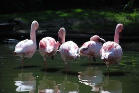 Pink flamingos stand in water