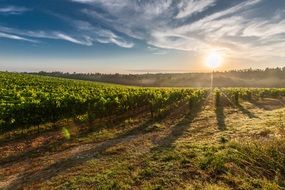 landscape of Grape field in Tuscany