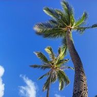 With green leaves against the blue sky