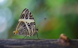 butterfly with colorful wings