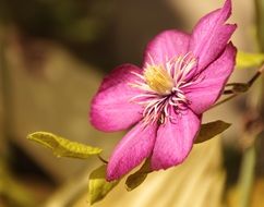 wonderful flower pink