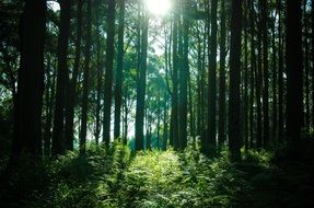 Sunlight breaks through forest trees